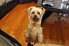 2 Yorkies are Better Than One-zvxc-028.jpg