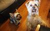 2 Yorkies are Better Than One-zvxc-029.jpg