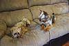 2 Yorkies are Better Than One-zvxc-033.jpg