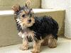 Is my Yorkie a pure bred or mix with Shih Tzu-yorkiemixwithshihtzu.jpg