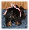 Cute Yorkie Bums-402905_1793738820098_1303860476_n.jpg