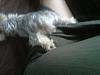Cute Yorkie Bums-bp.jpg