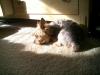 Weeg basking in the sun!!!!-luigi-brasco-166.jpg