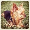 Instagram Yorkies and Kitties-img_3298.jpg