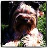 Instagram Yorkies and Kitties-img_3299.jpg