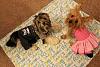Brody & Sophia in their new outfits!!-img_9542.jpg