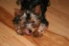 Let's see your tongue pictures!-minit4-small-.jpg