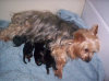 Pic Of My Sweet Pea Due To Give Birth Today-100_0391-sweetie-pups.png