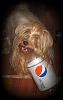 Tinkerbell wants a Job at Pepsi Co....-1-img_1013.jpg