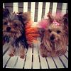 Newest Pics of Sadie Jase and Zoe-rsz_100112tutu.jpg