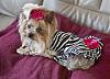 Lookin' sassy!-lexie-zebra-dress.jpg