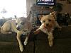 My Babies......Rookie and Rylee Belle-my-babies.jpg