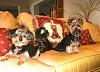 My Four Furry Kids-lucyalliemiaoct2012.jpg