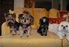 My Four Furry Kids-my4girlsoct2012.jpg