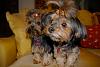 My Four Furry Kids-mialucyoct12.jpg