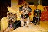 My Four Furry Kids-mialucyallieoct12.jpg
