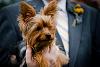 romeo the ring bearer-romeowedding.jpg