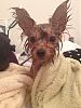 Yorkie Afterbath... lol-img_0856.jpg