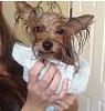 Yorkie Afterbath... lol-image.jpg