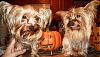 Cedric N Lola-cedricnlola-halloween-2012.jpg