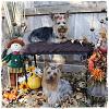 Moka and Mylee's Fall Setting-Pic Overload-img_5481-1.jpg