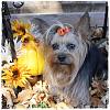 Moka and Mylee's Fall Setting-Pic Overload-img_5491-1.jpg