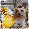 Moka and Mylee's Fall Setting-Pic Overload-img_5462_0001-1.jpg