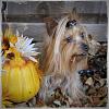 Moka and Mylee's Fall Setting-Pic Overload-img_5463-1.jpg