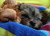 Sleeping puppy-image.jpg