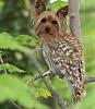 My Pet Yorkshire Terrowl!-owl.jpg