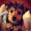 My new yorkie Snickers!-293742_3979452571533_72497095_n.jpg
