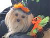 Lexi the little witch.....-lexi-halloweeen-2012-013.jpg