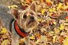 Jackson in the Leaves-img_4866.jpg