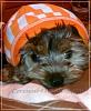 New to YT :) Photos of my Yorkie Babies :)-fix-oak_watermarked.jpg