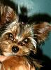 New Yorkie Face on YT! Meet Rylee Grace :)-rylee2.jpg
