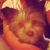 New Yorkie Face on YT! Meet Rylee Grace :)-ryleegrace.jpg