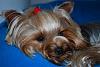 Happy 3rd Birthday Deuce!!!!-dsc_1305.jpg