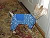 Columbo's new pajamas-pjs-web.jpg