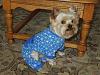 Columbo's new pajamas-pjs-2-web.jpg