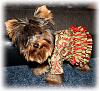 Yorkies in PJs!!-397472_1813459073092_1059660240_n.jpg