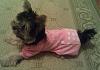 Yorkies in PJs!!-imag0537.jpg