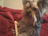 Mandie Relaxing after a Bath with Her Nylabone :)-mandiebone.jpg