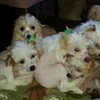 Meet Kissy, Twinkie, Tinks and I-stella-2012.png