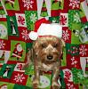 Callie's Christmas pictures-009.jpg