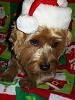 Callie's Christmas pictures-058.jpg