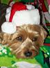Callie's Christmas pictures-083.jpg