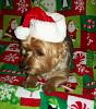 Callie's Christmas pictures-059.jpg