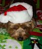 Callie's Christmas pictures-033.jpg