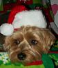 Callie's Christmas pictures-087.jpg