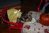 Thanksgiving Furkids-2012-11-22thanksgiving-2012-2.jpg